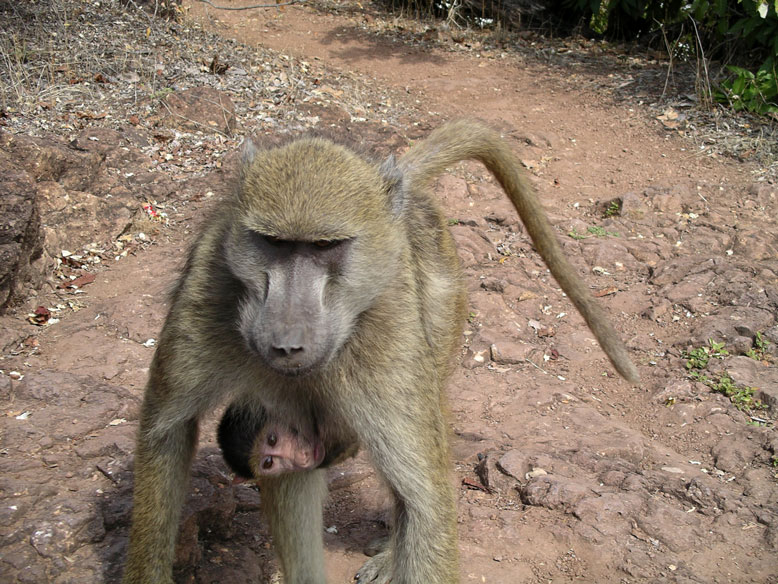 nos quitó todo el chocolate. Ojo con los monos